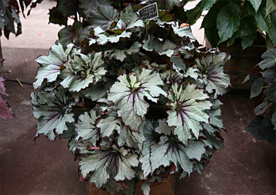 B. ‘Green Gold’